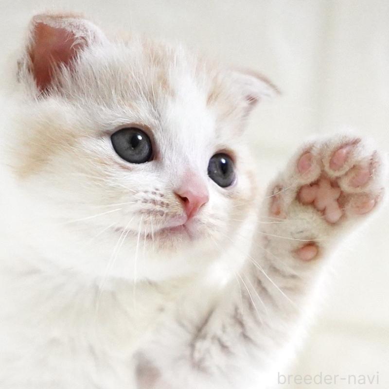 商談中の愛知県のスコティッシュフォールド-131912の1枚目