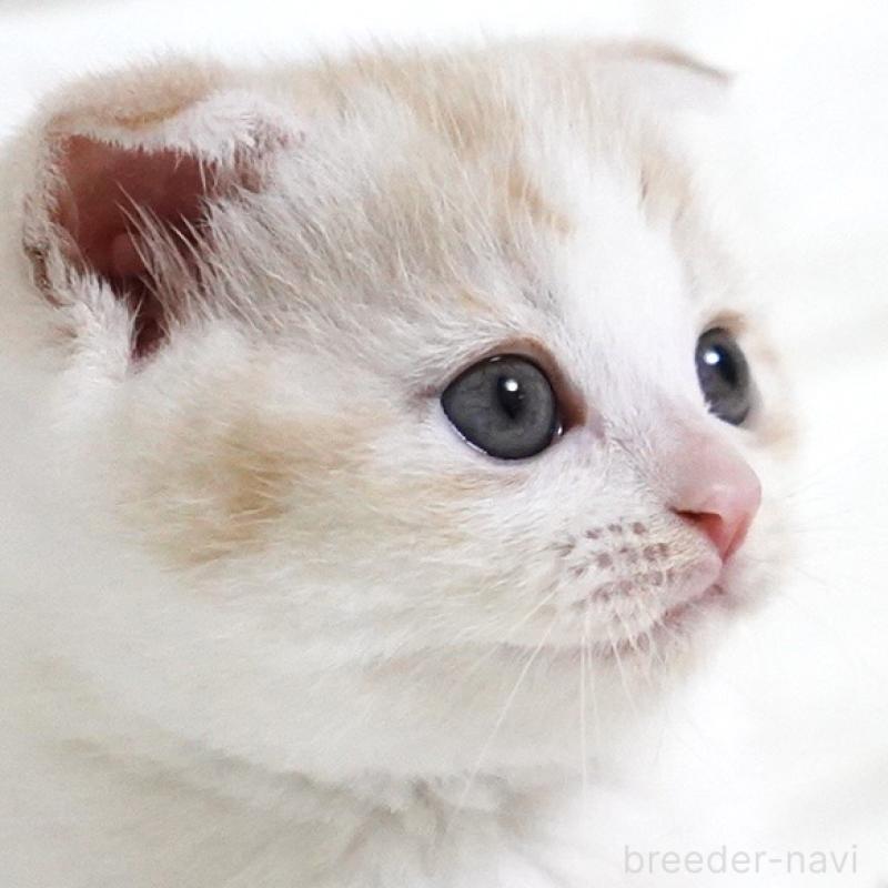 商談中の愛知県のスコティッシュフォールド-131912の15枚目