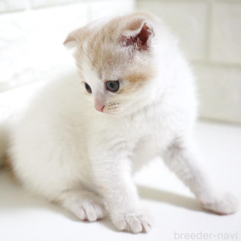 商談中の愛知県のスコティッシュフォールド-131912の14枚目