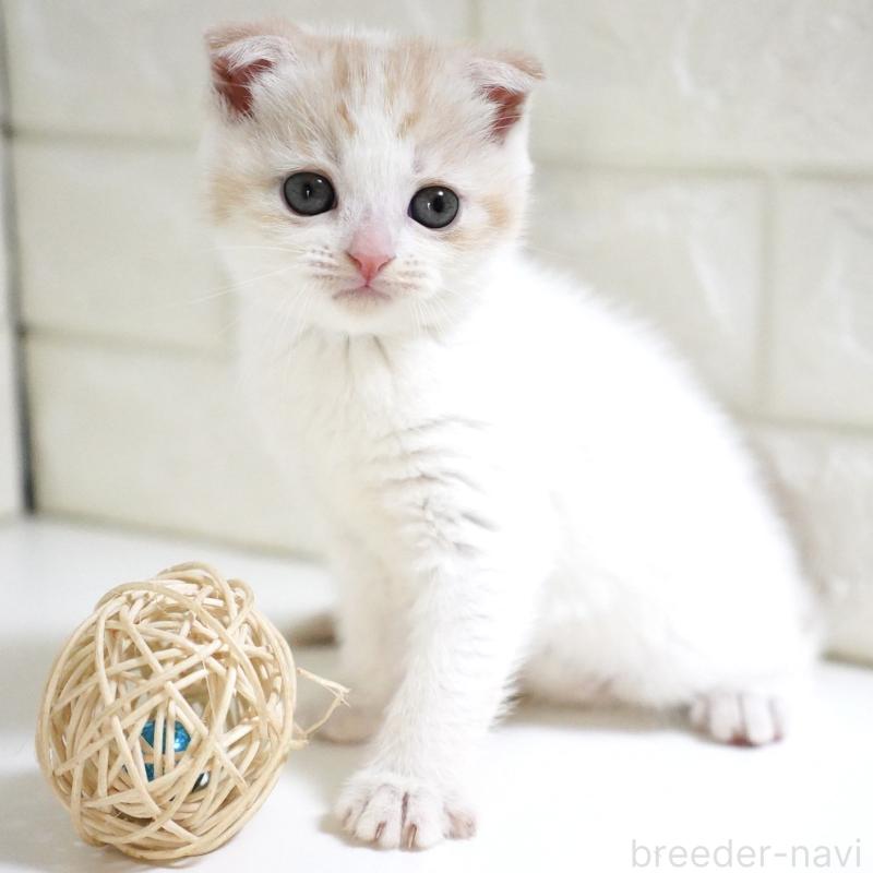 商談中の愛知県のスコティッシュフォールド-131912の13枚目