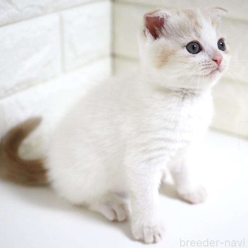 商談中の愛知県のスコティッシュフォールド-131912の12枚目