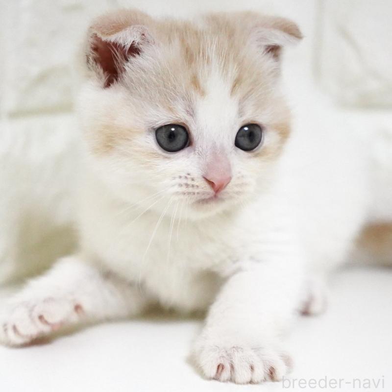 商談中の愛知県のスコティッシュフォールド-131912の11枚目