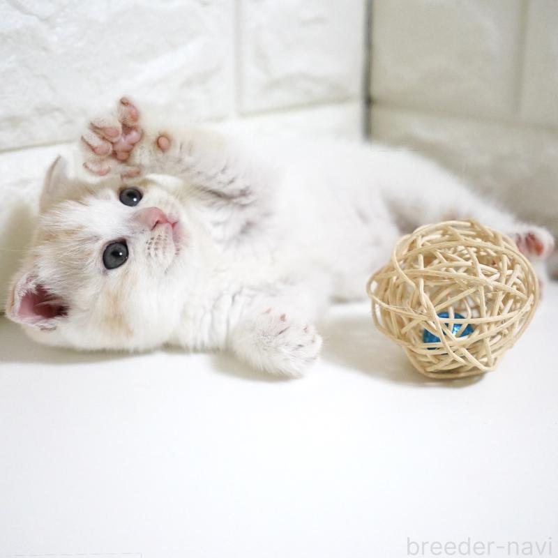 商談中の愛知県のスコティッシュフォールド-131912の10枚目