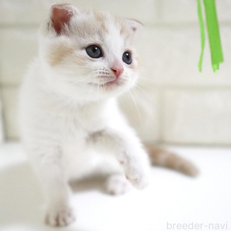 商談中の愛知県のスコティッシュフォールド-131912の9枚目