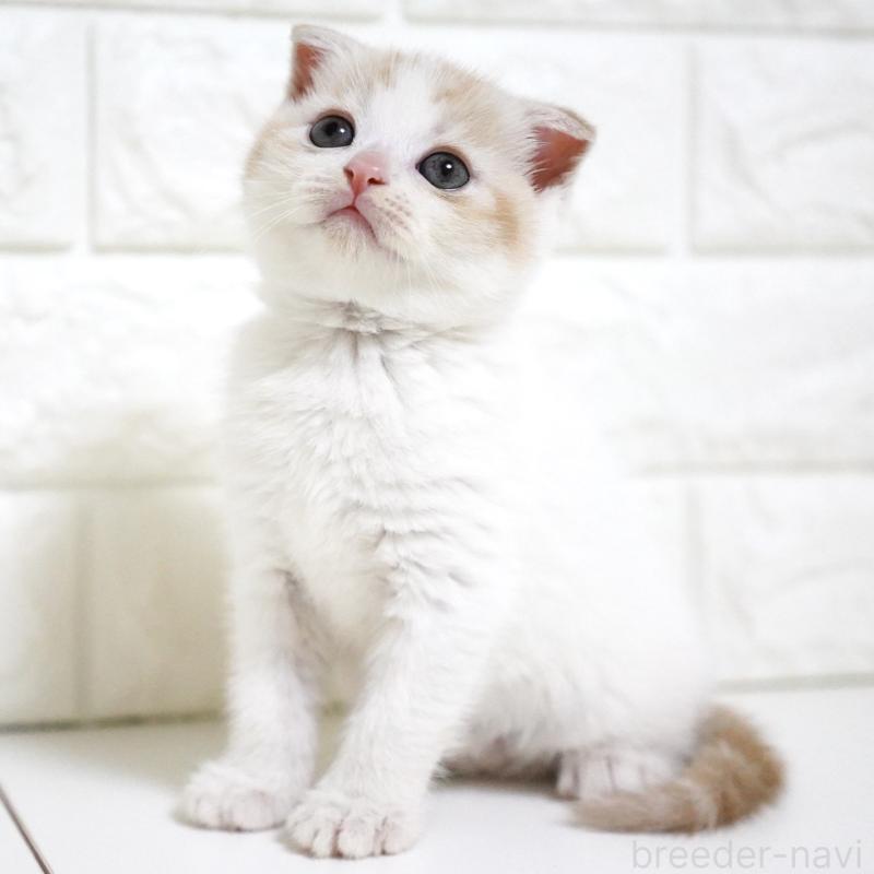 商談中の愛知県のスコティッシュフォールド-131912の8枚目