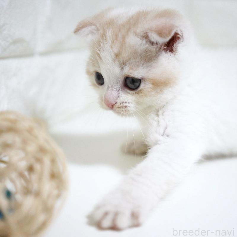 商談中の愛知県のスコティッシュフォールド-131912の7枚目