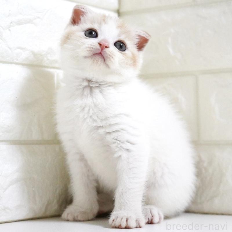 商談中の愛知県のスコティッシュフォールド-131912の6枚目