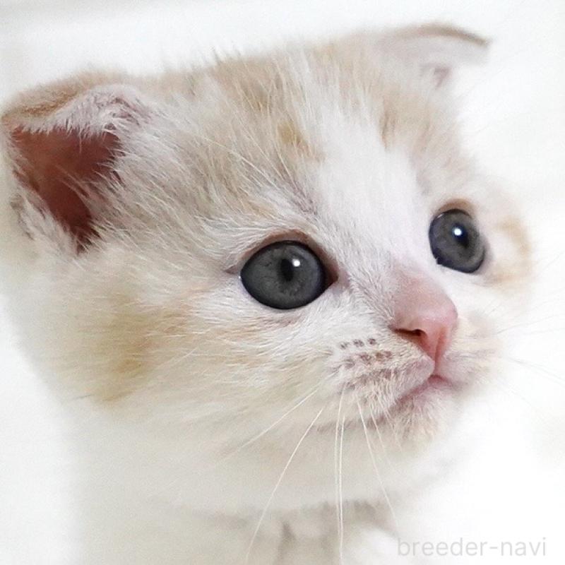 商談中の愛知県のスコティッシュフォールド-131912の5枚目