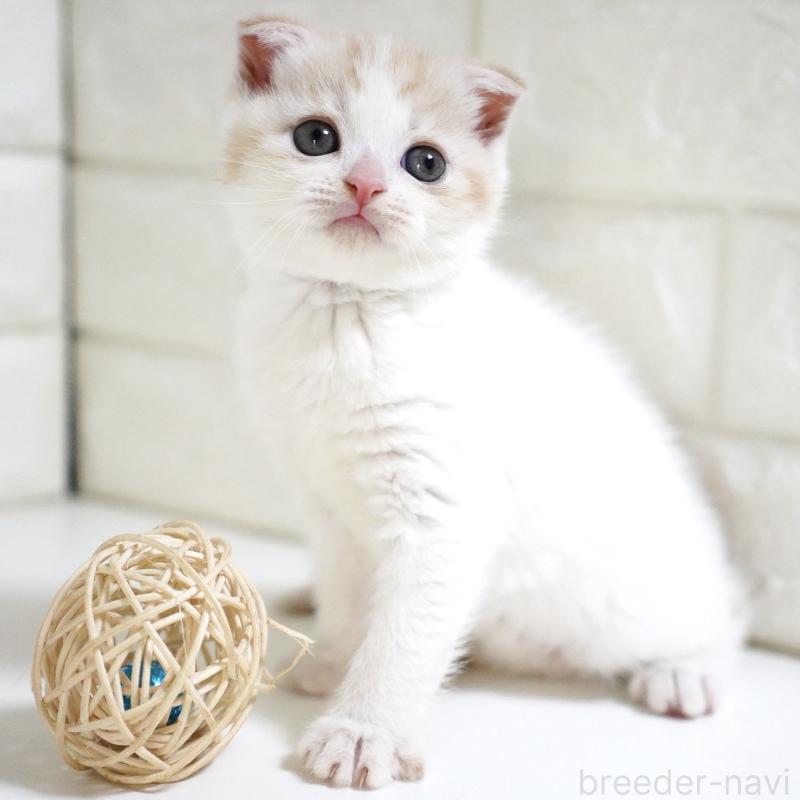 商談中の愛知県のスコティッシュフォールド-131912の4枚目