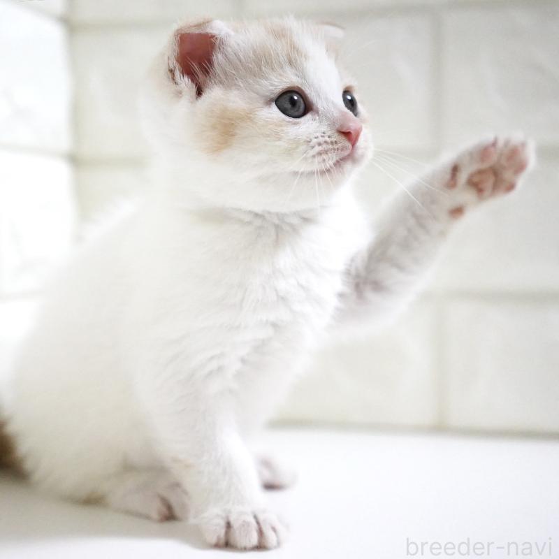 商談中の愛知県のスコティッシュフォールド-131912の3枚目