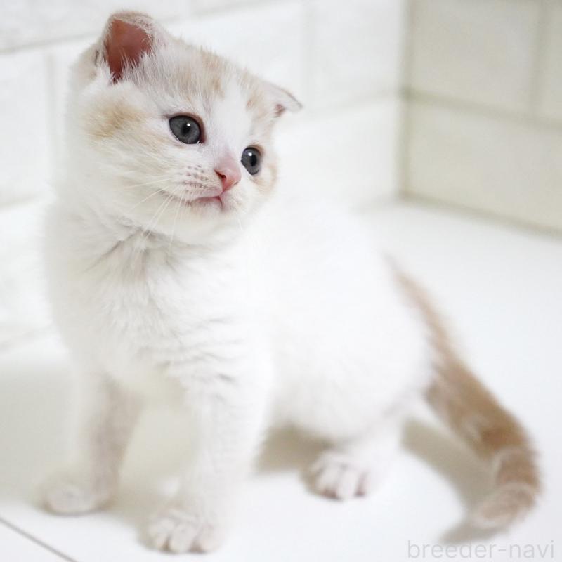 商談中の愛知県のスコティッシュフォールド-131912の2枚目