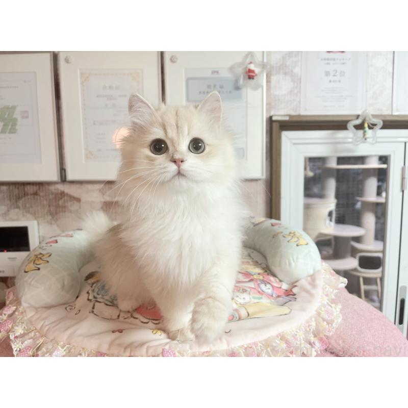 販売中の千葉県のブリティッシュショートヘア-124894の4枚目