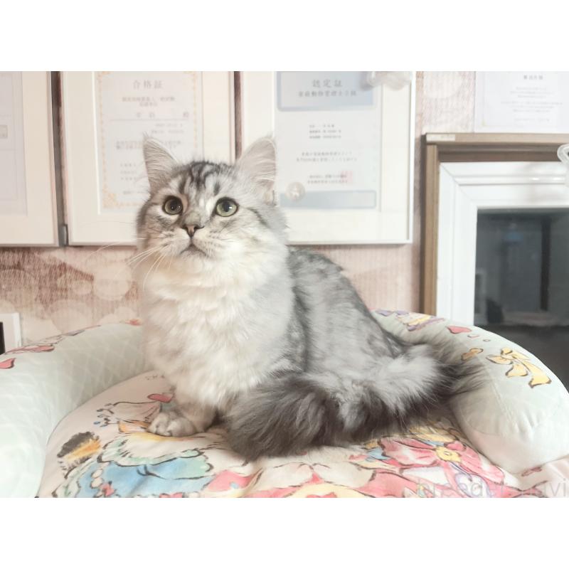 販売中の千葉県のミヌエット(短足)-123292の5枚目