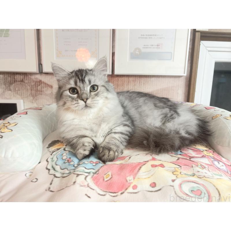 販売中の千葉県のミヌエット(短足)-123292の4枚目