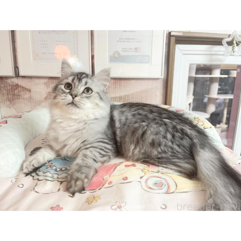 販売中の千葉県のミヌエット(短足)-123292の3枚目