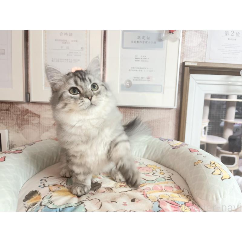 販売中の千葉県のミヌエット(短足)-123292の2枚目