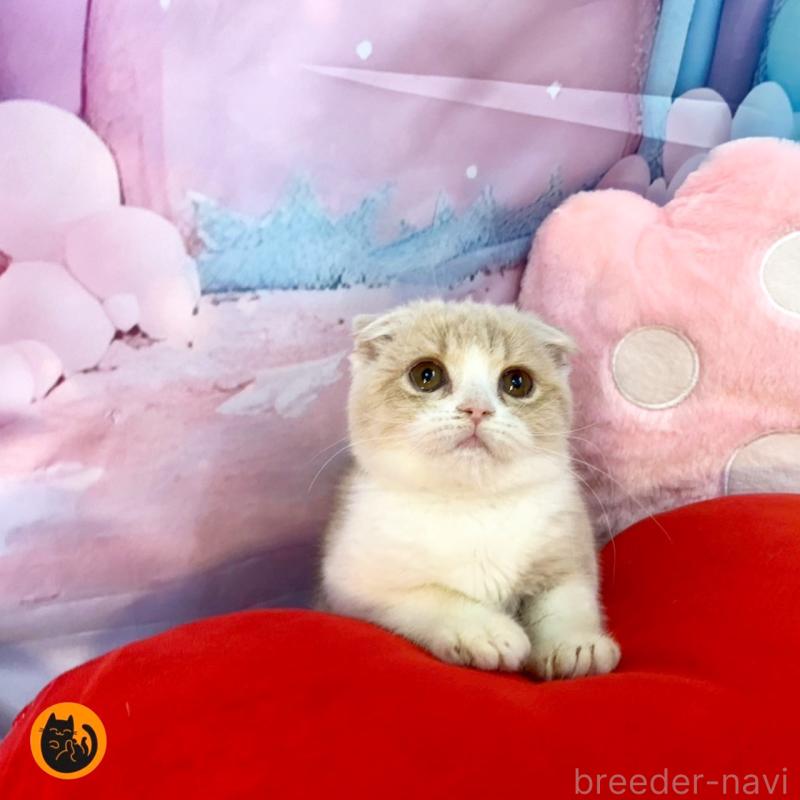 販売中の大阪府のスコティッシュフォールド(折れ耳)-132007