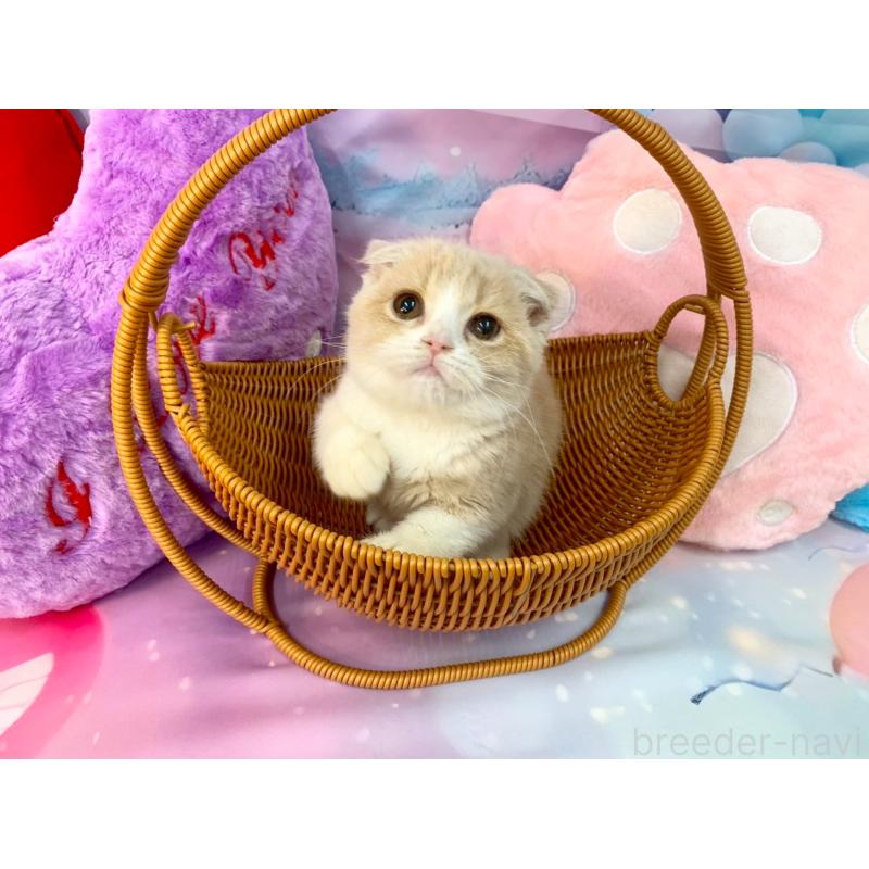 成約済の大阪府のスコティッシュフォールド(折れ耳)-132007の2枚目