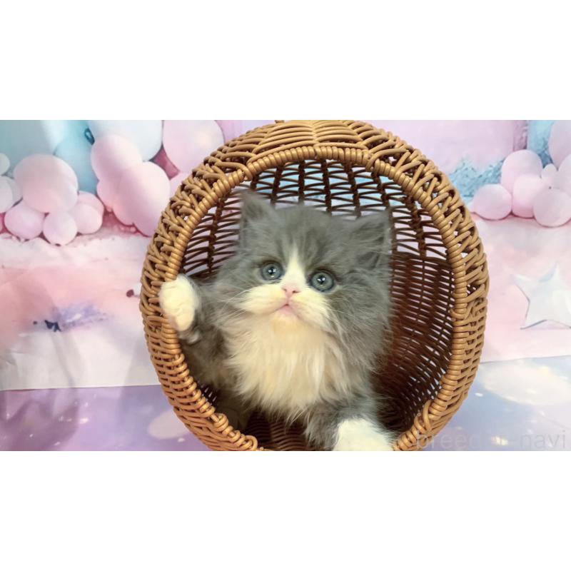 販売中の大阪府のスコティッシュフォールド-129972の2枚目