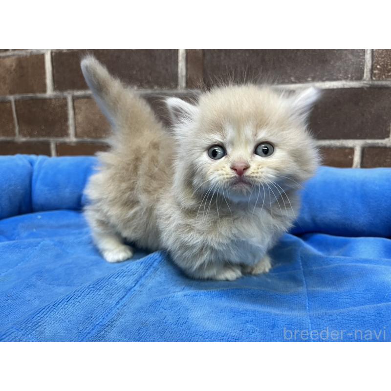 販売中の東京都のマンチカン(短足)-132123の6枚目