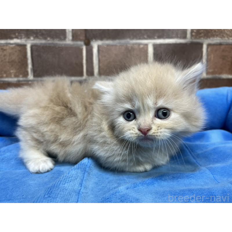 販売中の東京都のマンチカン(短足)-132123の5枚目