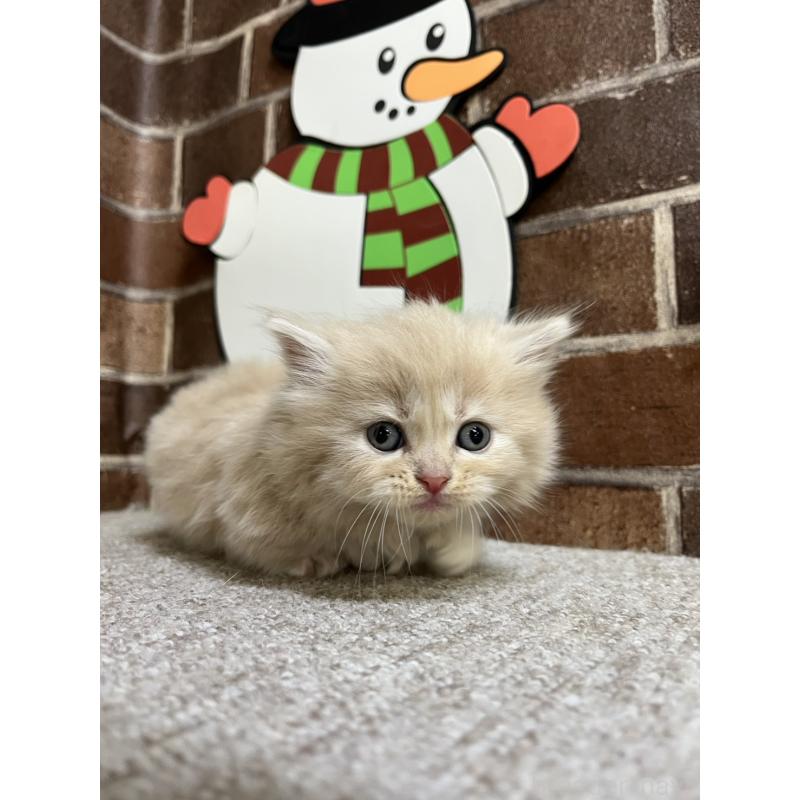 販売中の東京都のマンチカン(短足)-132123の4枚目