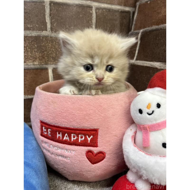 販売中の東京都のマンチカン(短足)-132123の3枚目