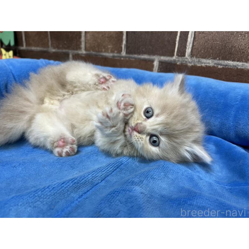 販売中の東京都のマンチカン(短足)-132123の2枚目