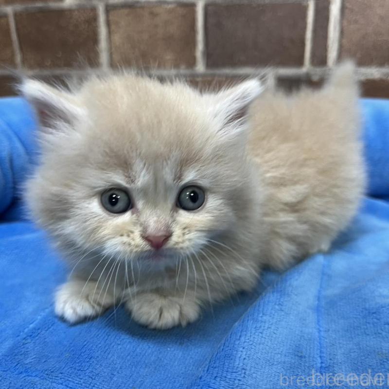 販売中の東京都のマンチカン(短足)-132123