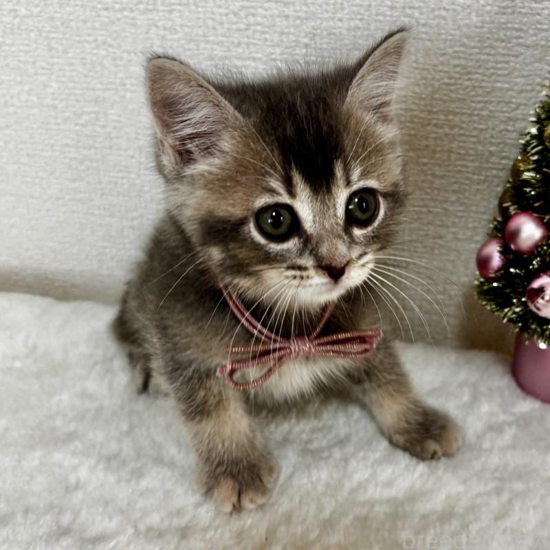 成約済の埼玉県のマンチカン-129005の9枚目