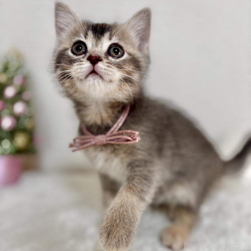 販売中の埼玉県のマンチカン-129005