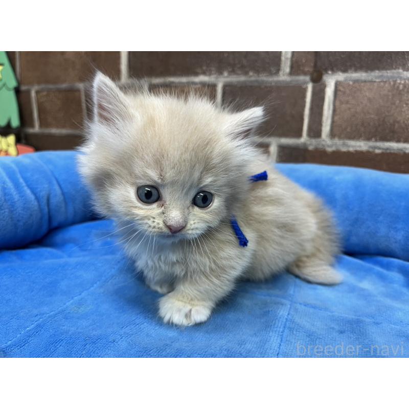 販売中の東京都のマンチカン(短足)-132124の9枚目