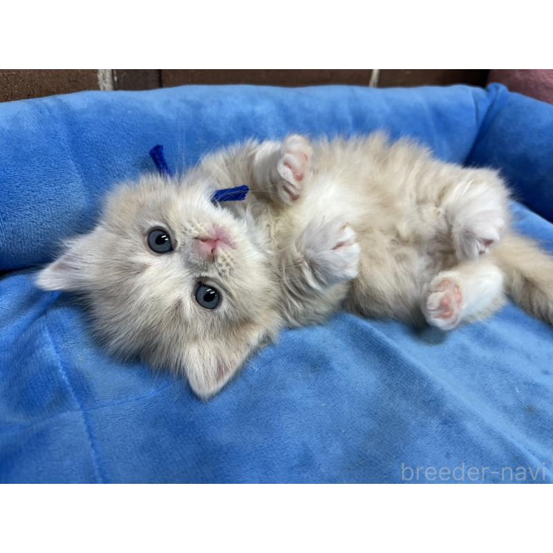 販売中の東京都のマンチカン(短足)-132124の8枚目