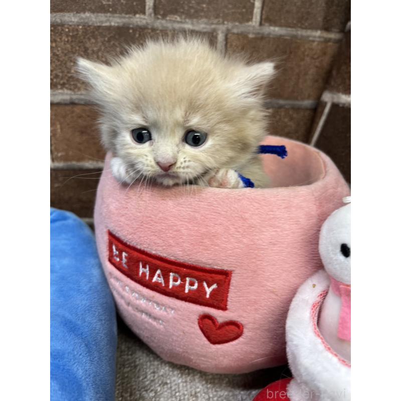 販売中の東京都のマンチカン(短足)-132124の7枚目