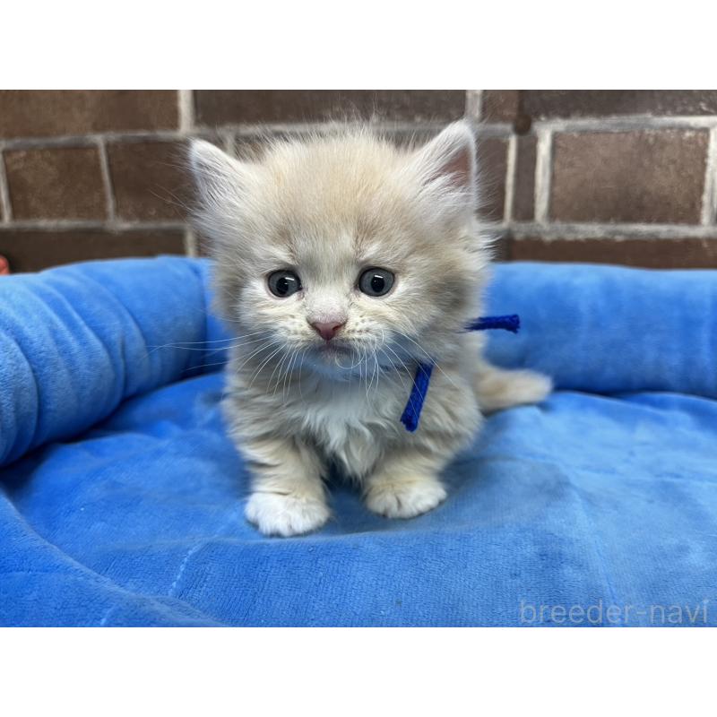 販売中の東京都のマンチカン(短足)-132124の6枚目