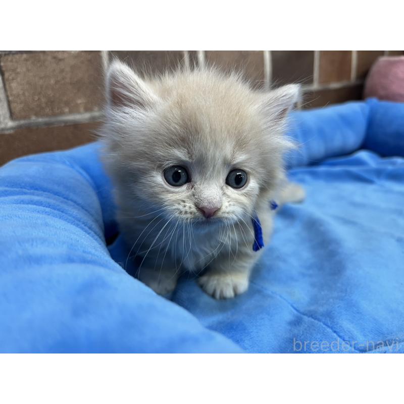 販売中の東京都のマンチカン(短足)-132124の5枚目