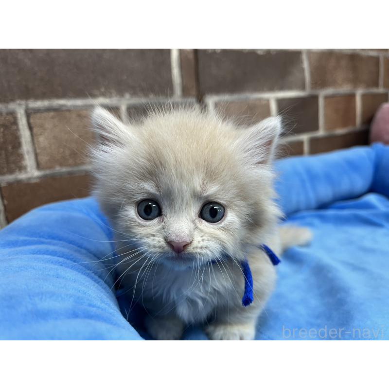 販売中の東京都のマンチカン(短足)-132124の4枚目