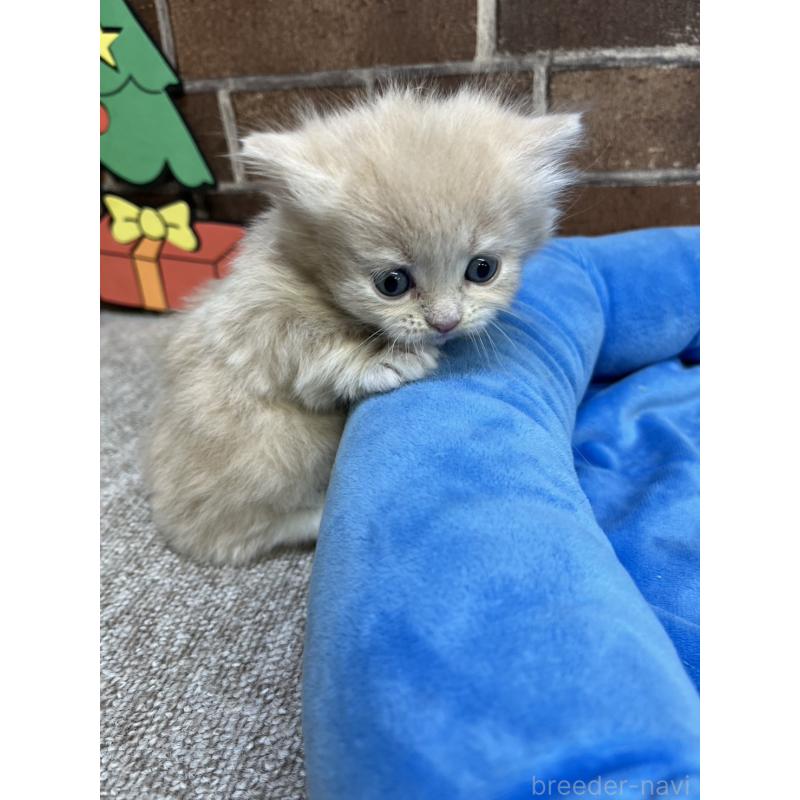 販売中の東京都のマンチカン(短足)-132124の3枚目