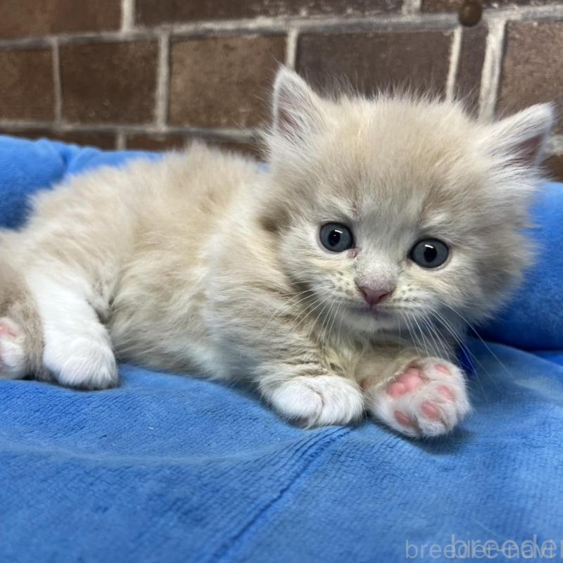 販売中の東京都のマンチカン(短足)-132124
