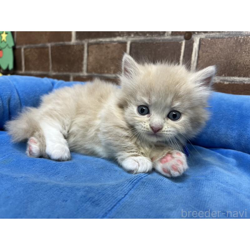 販売中の東京都のマンチカン(短足)-132124の2枚目