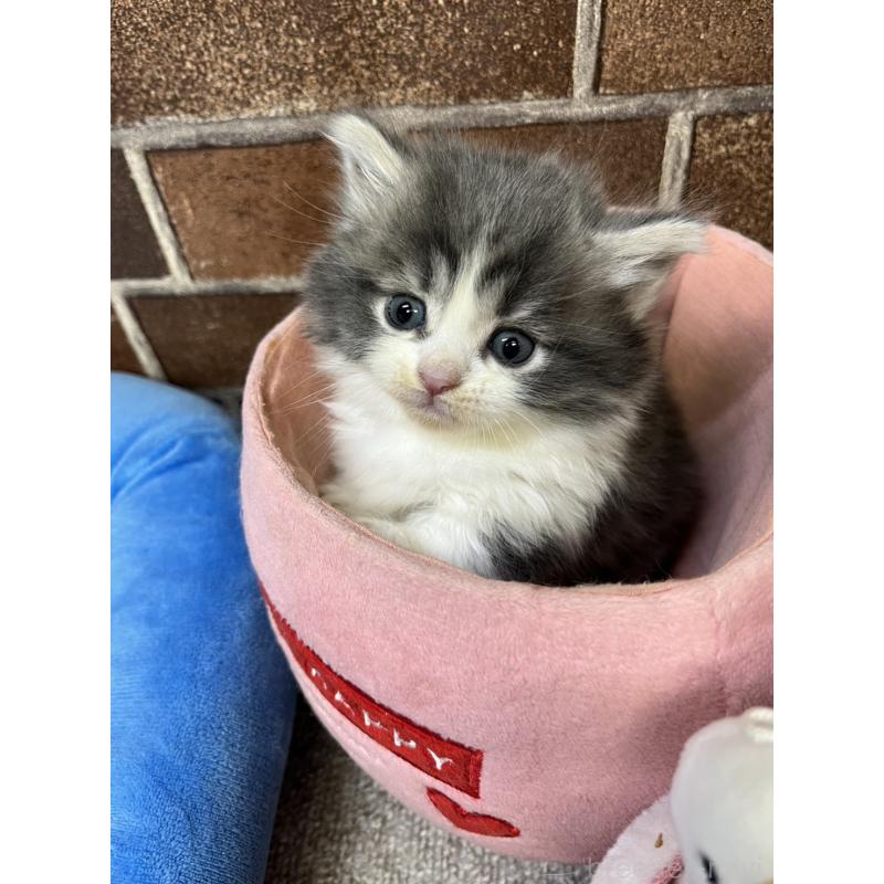 販売中の東京都のマンチカン(短足)-132125の8枚目