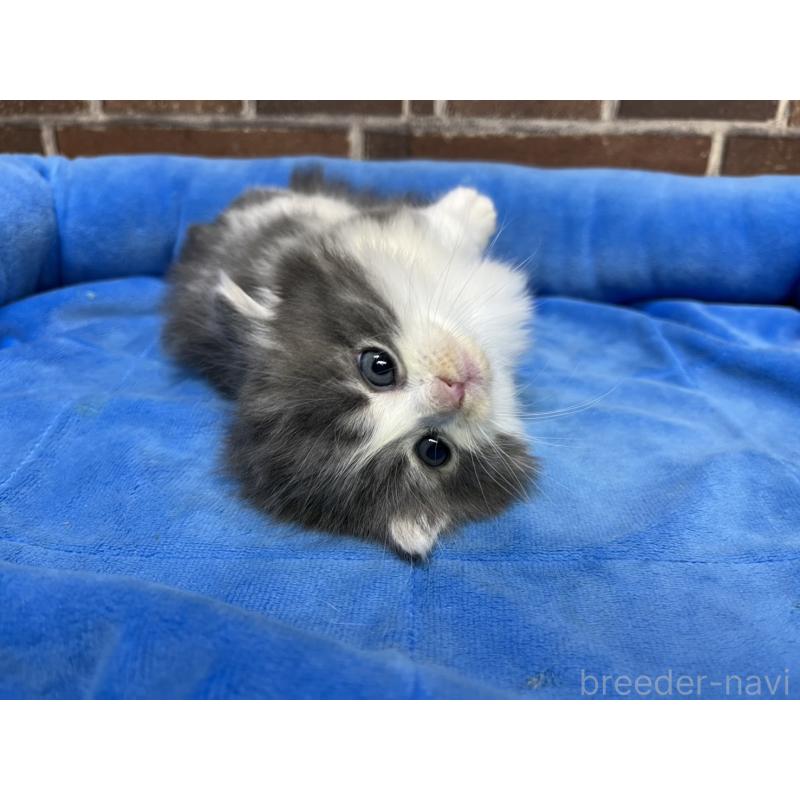 販売中の東京都のマンチカン(短足)-132125の7枚目