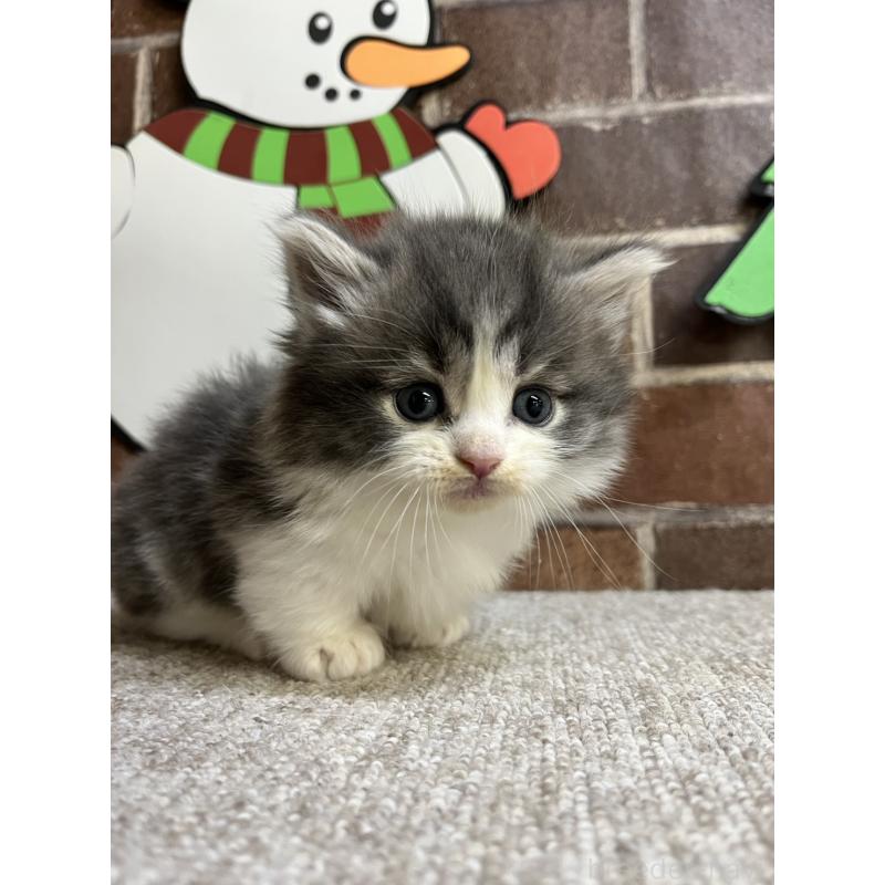 販売中の東京都のマンチカン(短足)-132125の6枚目