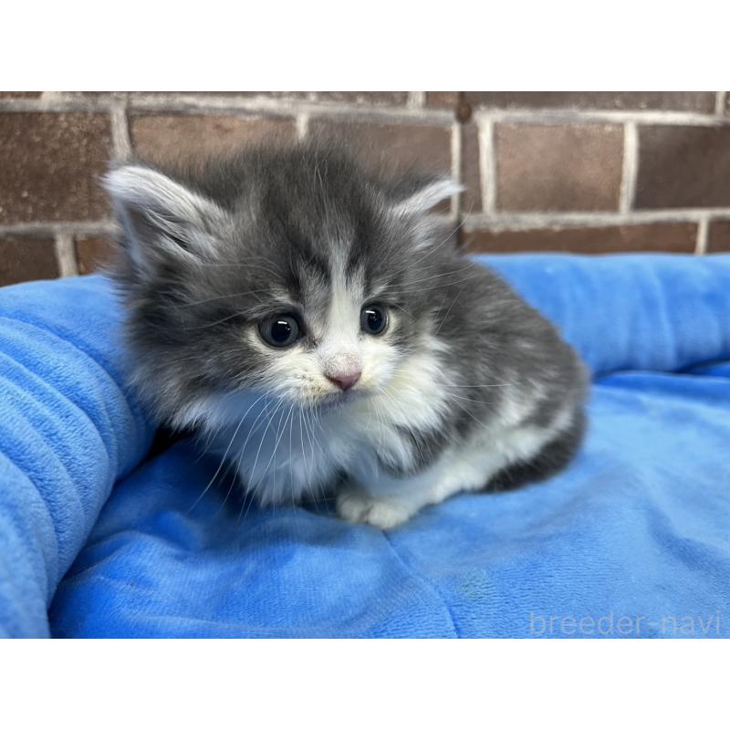 販売中の東京都のマンチカン(短足)-132125の5枚目