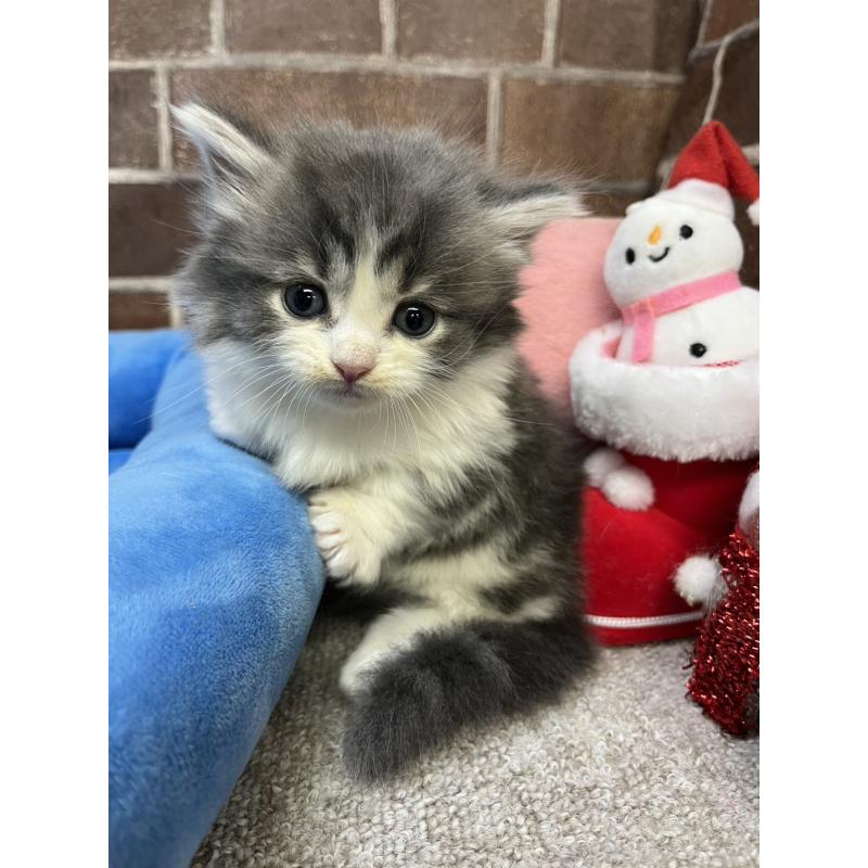 販売中の東京都のマンチカン(短足)-132125の4枚目