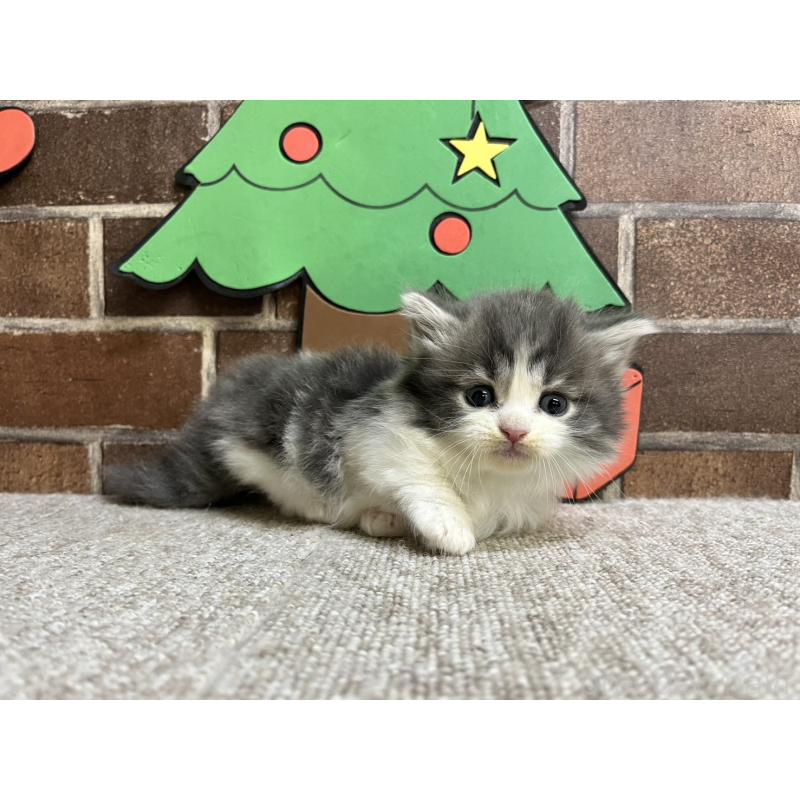 販売中の東京都のマンチカン(短足)-132125の3枚目