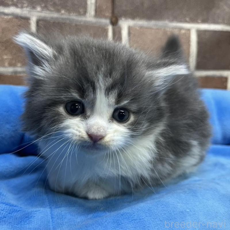 販売中の東京都のマンチカン(短足)-132125の2枚目