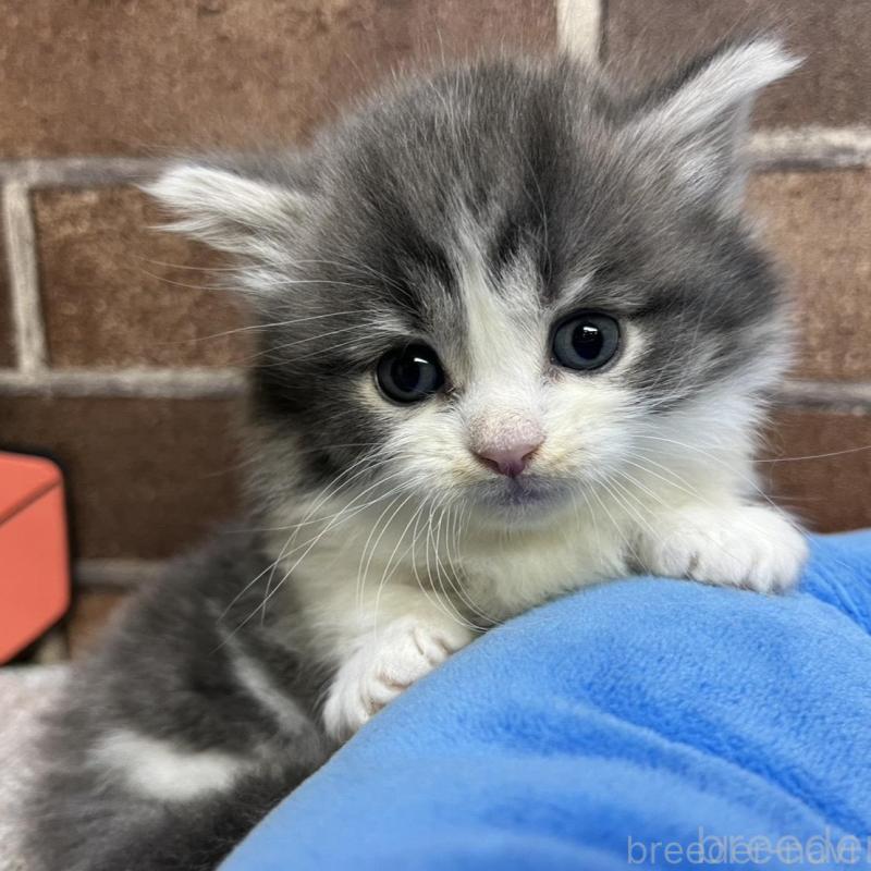 販売中の東京都のマンチカン(短足)-132125の1枚目