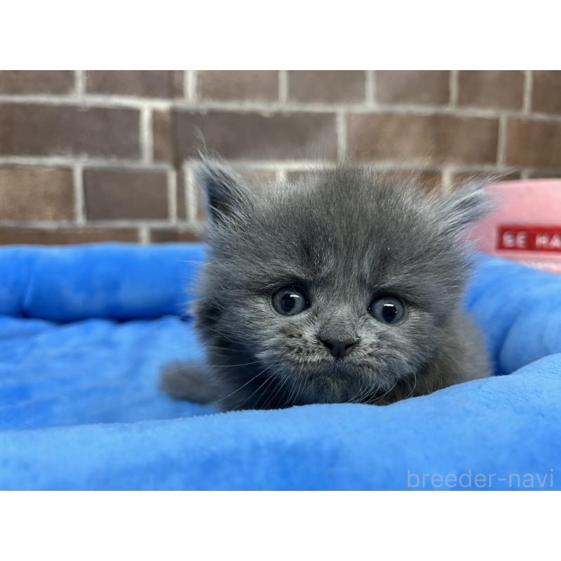 販売中の東京都のマンチカン-132126の8枚目