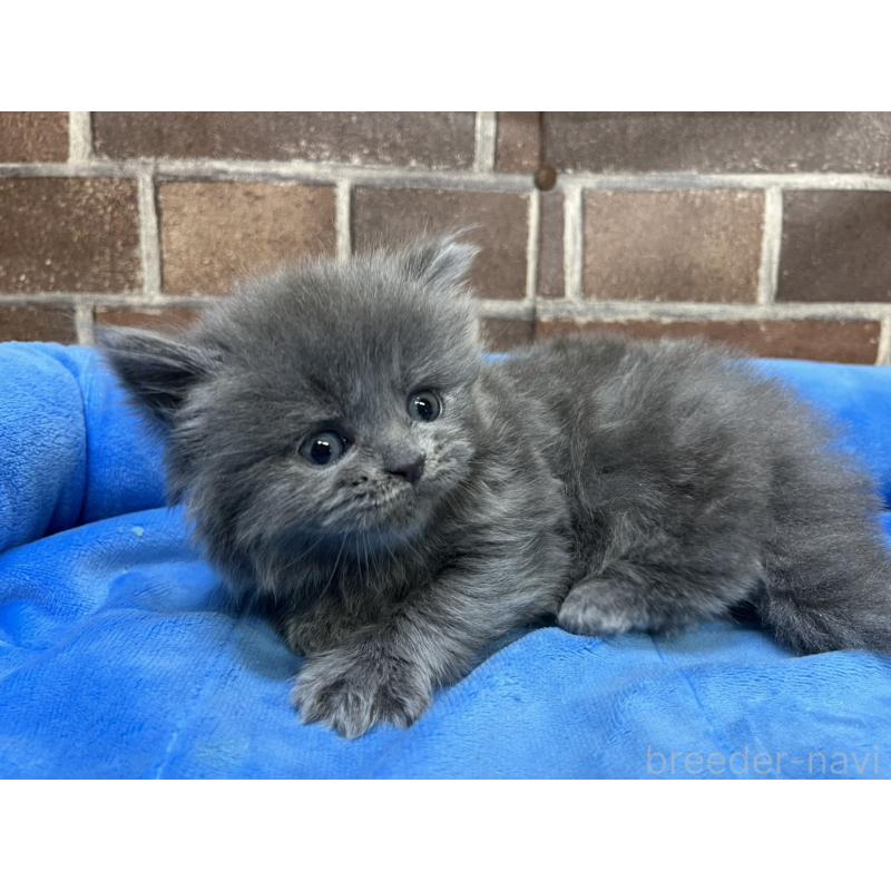 販売中の東京都のマンチカン-132126の7枚目